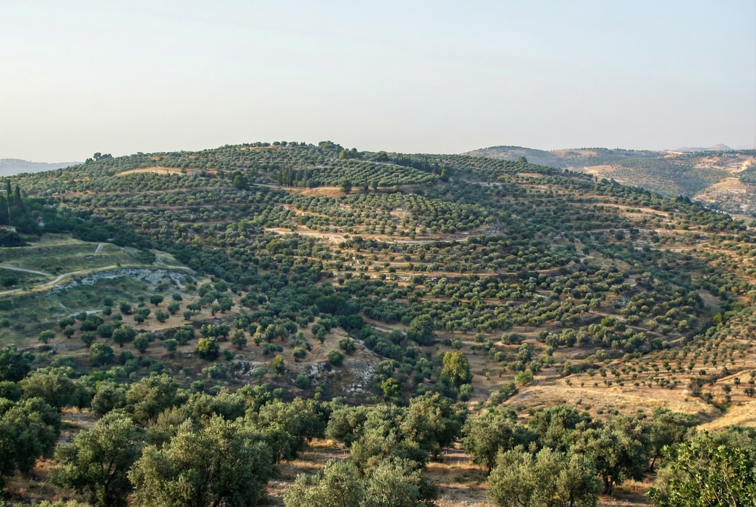 An AI rewilding of a recent photo of the Mount of Olives that removes much more modern construction than the first image.