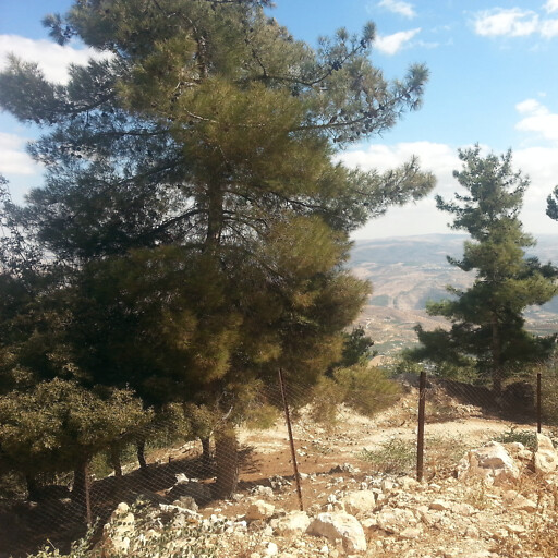 trees in the Ajloun Forest Reserve