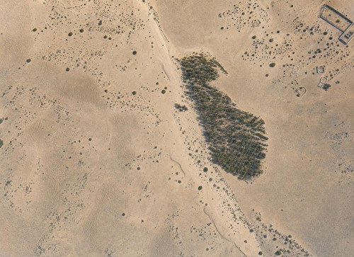 Archive record 494: sand dunes with Riffelmarken near el-Arisch (8 × 10 format)