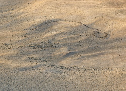 Archive record 495: camel caravan in the desert, ships at sea, flamingos in flight (8 × 10 format)