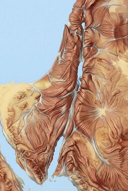  A map where mountain ridges and river valleys look like stretched muscles and tendons — taut organic lines pulling across the land, creating a powerful sense of movement and strength.