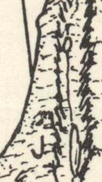 Visible crop shows monochrome physiographic relief with dark hand-drawn linework and manual shading on a light unprinted surface.